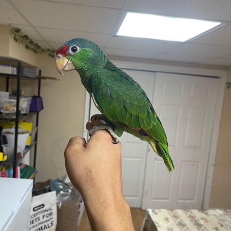 Red Lored Amazon