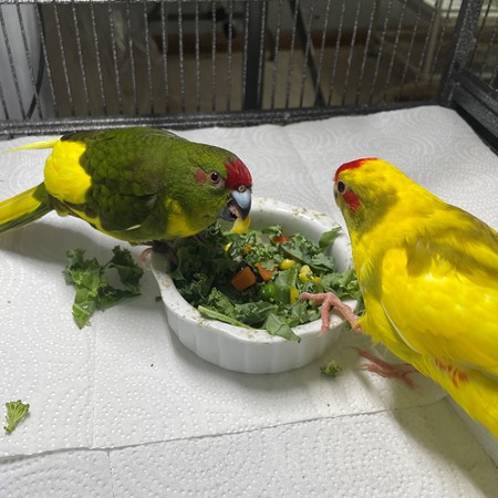 Kakarikis