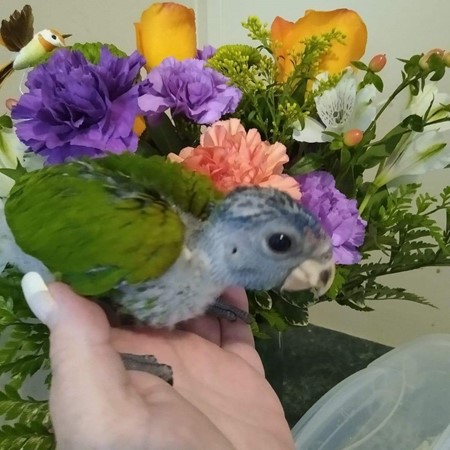 Blue Headed Pionus
