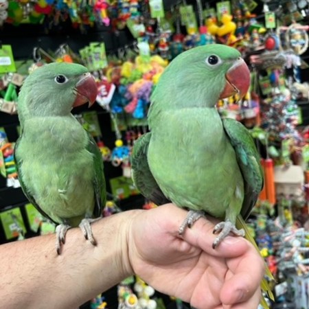 Ringneck Alexandrine Parakeet #196767 For Sale In Niles, Il