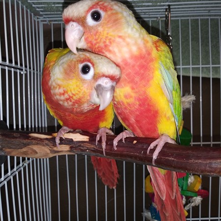 Green Cheek Conure