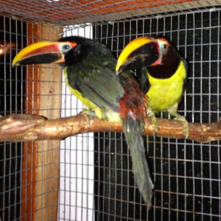 Toucan