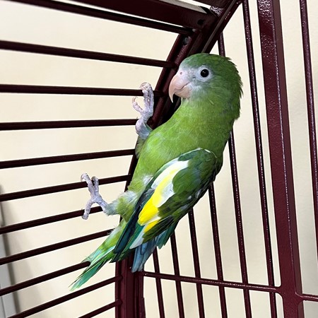 Canary-wing Parakeet