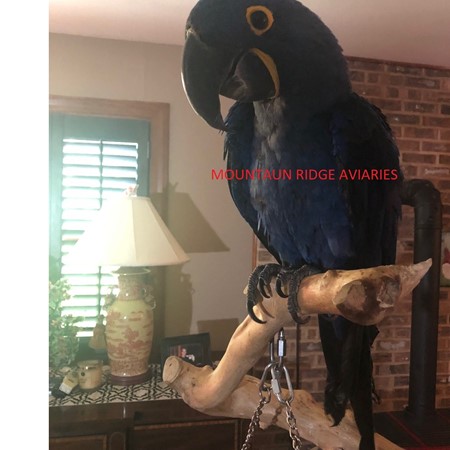 Hyacinth Macaw #197455 for sale in MOUNT SOLON - VA, VA