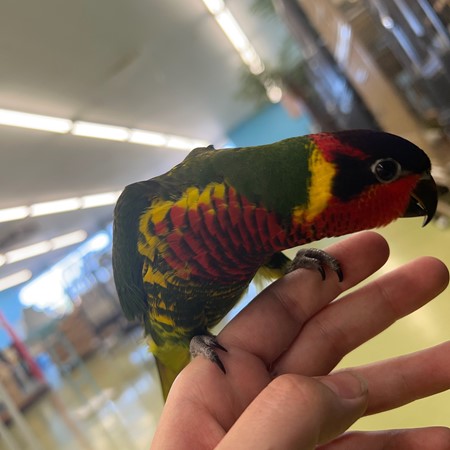 Ornate Lories