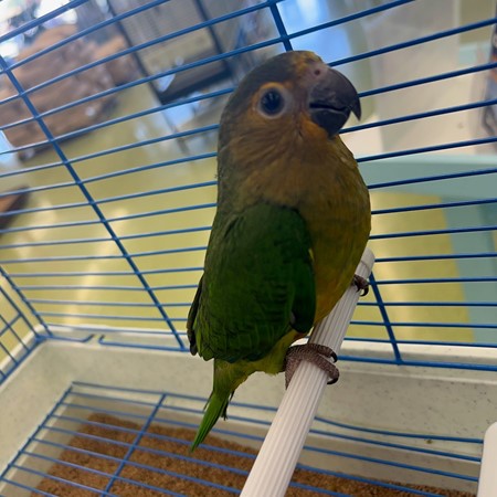Brown Throat Conure