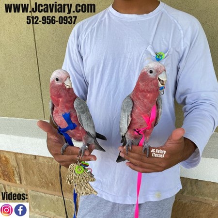 Rose Breasted Cockatoo #197567 for sale in Austin, TX