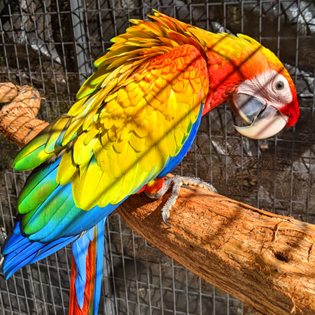 sunburst macaw