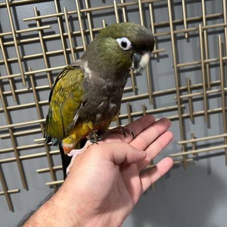 Patagonian Conure #197871 for sale in Niles, IL