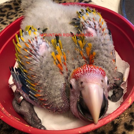 Scarlet Macaw #197941 for sale in MOUNT SOLON - VA, VA