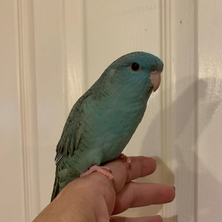 Lineolated Parakeet #198402 for sale in Layton, UT