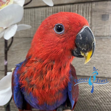 Solomon Island Eclectus #198486 for sale in Arlington Heights, IL