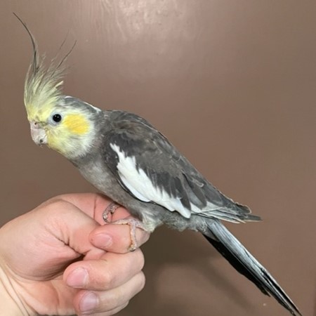 Cockatiel #198508 for sale in Rogers City, MI