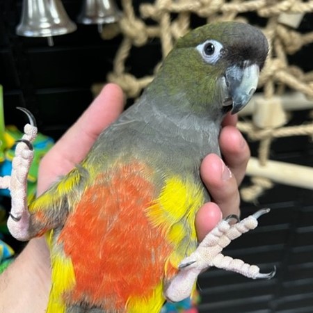 Patagonian Conure #198532 for sale in Niles, IL