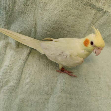 Cockatiel #198557 for sale in West Haven, CT