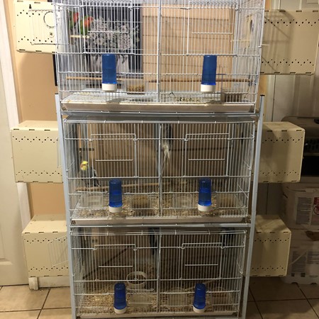 Cockatiel