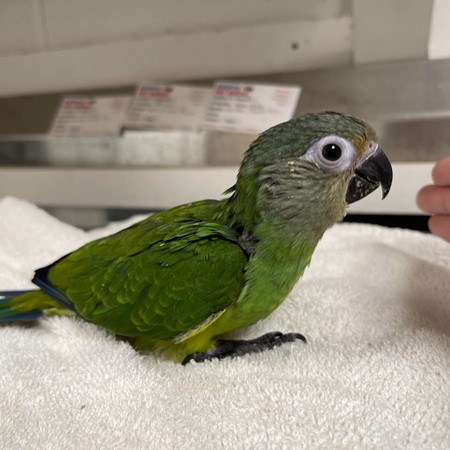 Dusky Conure #198673 for sale in Webster, NY