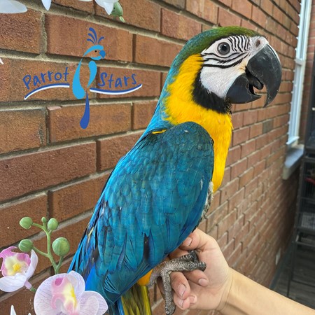 Blue and Gold Macaw #198700 for sale in Arlington Heights, IL