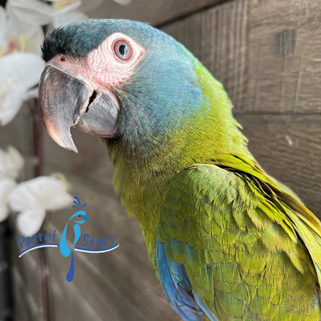 Blue-headed Macaw #198702 for sale in Arlington Heights, IL