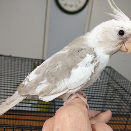 Cockatiel #198704 for sale in Willow Spring, NC