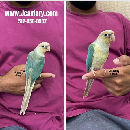 Green Cheek Conure #198710 for sale in Austin, TX