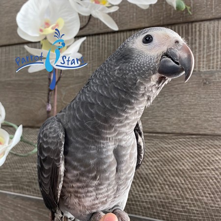 Timna Parrot African Grey Timneh Parrot #198749 for sale in Arlington Heights, IL