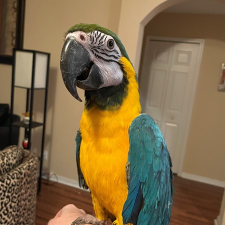 Blue and Gold Macaw #199246 for sale in Ft. Pierce , FL