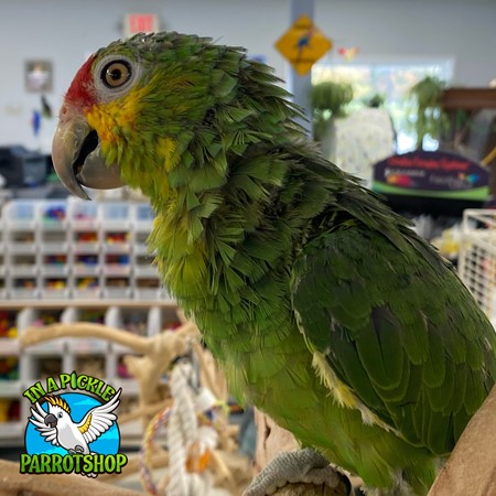 Red Lored Amazon