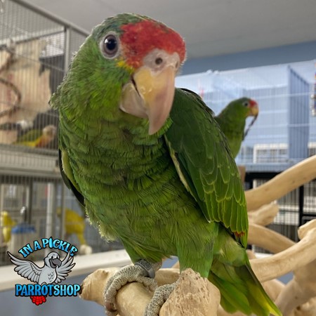 A bird raised by In A Pickle Parrots
