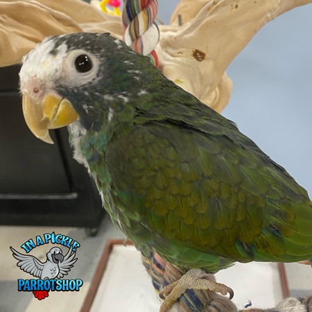 White Capped Pionus