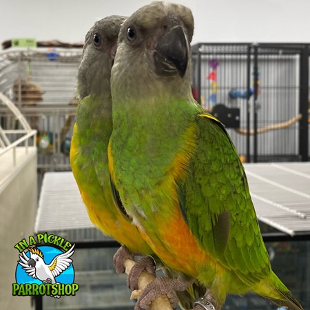 A bird raised by In A Pickle Parrots