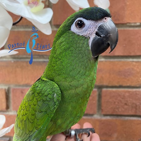 Image showcasing Hahns Macaw #199845 for sale in Arlington Heights, IL