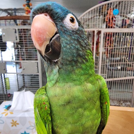 Blue Crown Conure #200048 for sale in Painesville, OH