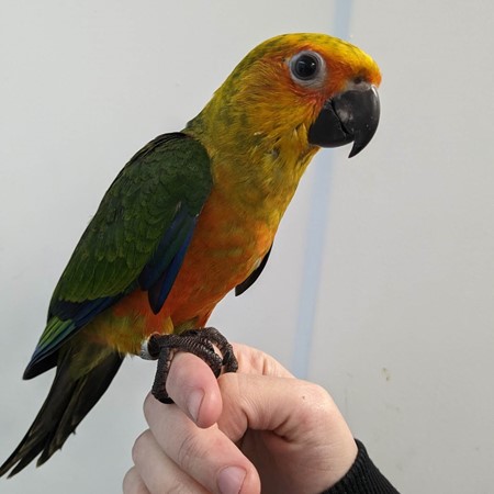 Jenday Conure #200178 for sale in Webster, NY