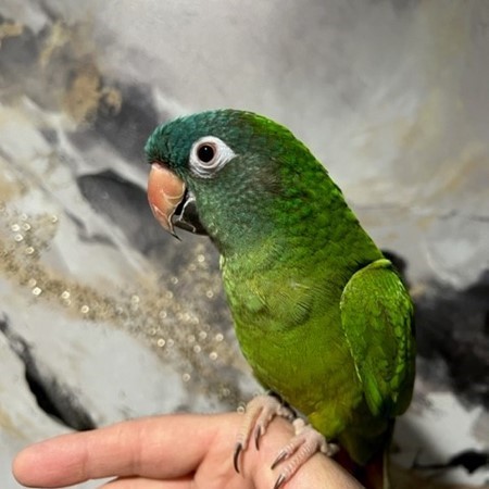 Blue Crown Conure #200441 for sale in Niles, IL