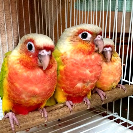 Green Cheek Conure
