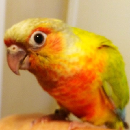 A bird raised by Fancy Wingz