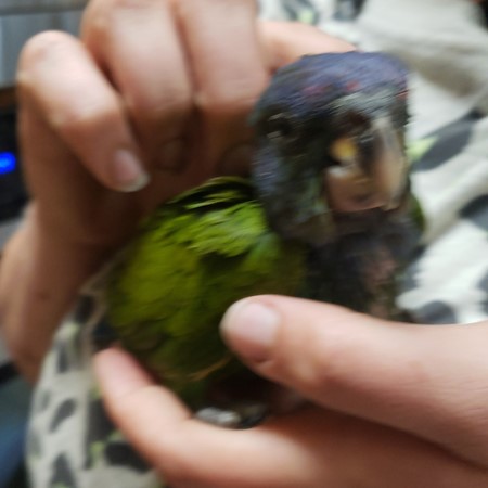 Blue Headed Pionus