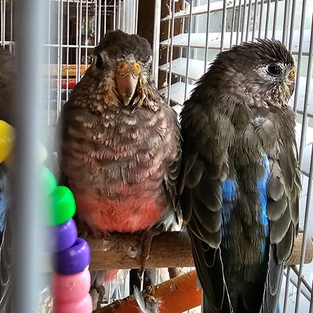 Bourke Parakeet