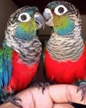 Crimson Bellied Conure