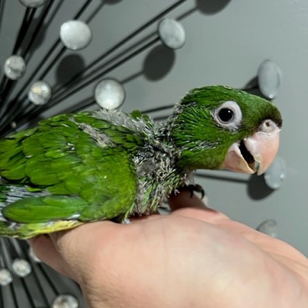 Cherry Head Conure #202342 for sale in Niles, IL