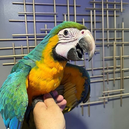 Hybrid Macaw #202581 for sale in Niles, IL