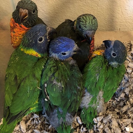 Rainbow Lories
