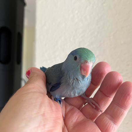 Celestial (Pacific) Parrotlet #202696 for sale in Orlando, FL