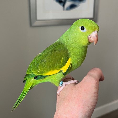 Canary-wing Parakeet #201920 for sale in McAlpin, FL