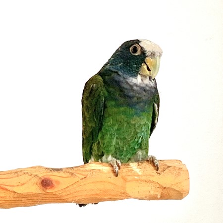 White Capped Pionus #202959 for sale in West Saint Paul, MN