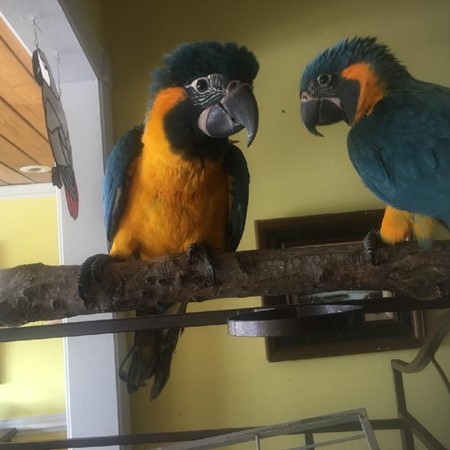 Blue Throat (Caninde) Macaw