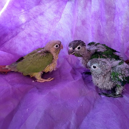 Green Cheek Conure #203225 for sale in Austin, TX