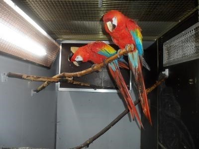 Scarlet Macaw