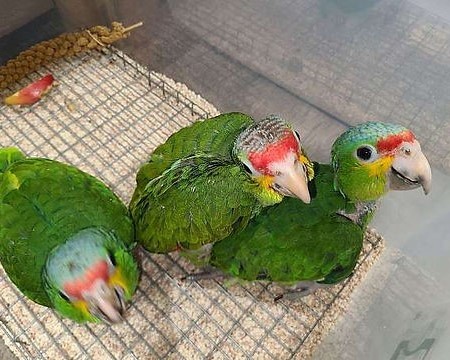 Red Lored Amazon